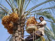 نمایشگاه خرما با حضور ۷۰ شرکت از ۱۴ استان کشور در بوشهر برگزار می شود