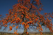 نمایشگاه خرمالو در استان تهران برگزار می شود