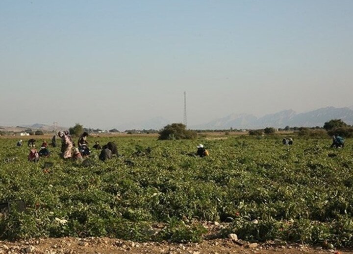 برداشت گوجه فرنگی در استان بوشهر