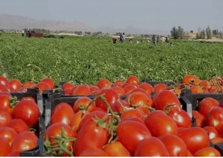 برداشت گوجه فرنگی در استان بوشهر