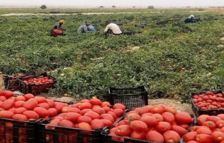 برداشت گوجه فرنگی در استان بوشهر