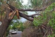 باد شدید باعث سقوط ۶۰ اصله درخت در گلستان شد