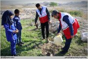 آغاز طرح کاشت نهال در شهرستان دشتی استان بوشهر