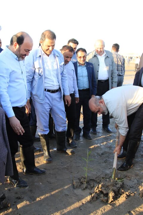 ۲۰۰ هکتار جنگل‌کاری در استان هرمزگان آغاز شد