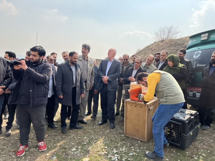 ۱۵بهله از پرندگان وحشی درپاسگاه محیط بانی گلندوئک بخش لواسانات آزادسازی شد