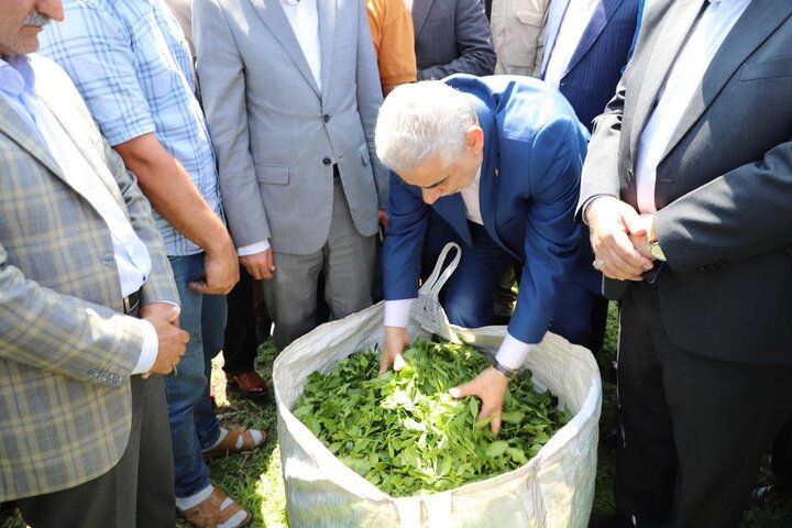 بازدید استاندار گیلان از کارخانه فرآوری چای در فومن