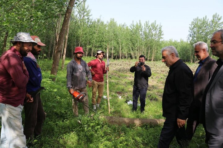 بازدید‌ استاندار گیلان از باغات کاشت صنوبر و زراعت چوب در شهرستان صومعه‌سرا