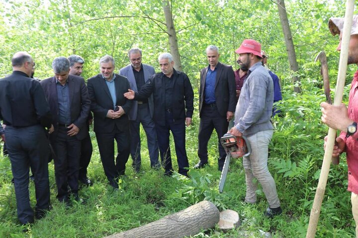 بازدید‌ استاندار گیلان از باغات کاشت صنوبر و زراعت چوب در شهرستان صومعه‌سرا