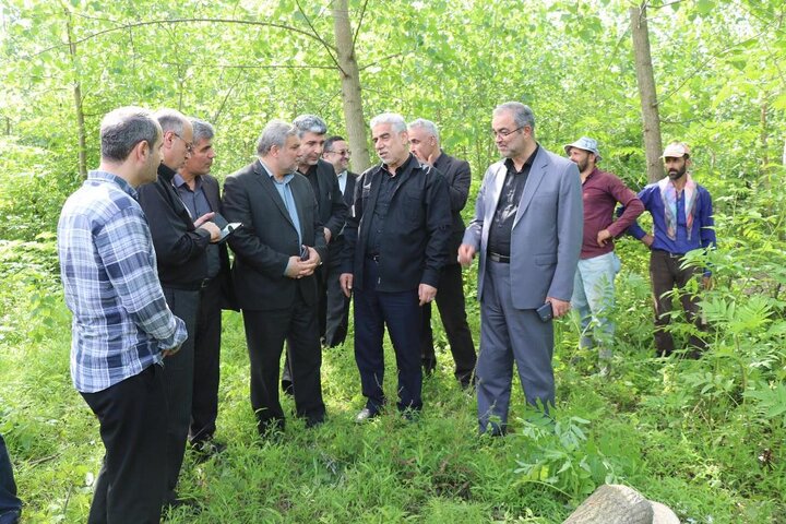 بازدید‌ استاندار گیلان از باغات کاشت صنوبر و زراعت چوب در شهرستان صومعه‌سرا