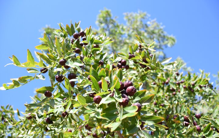 آین شکرگزاری برداشت عناب در روستای سیوجان شهرستان خوسف