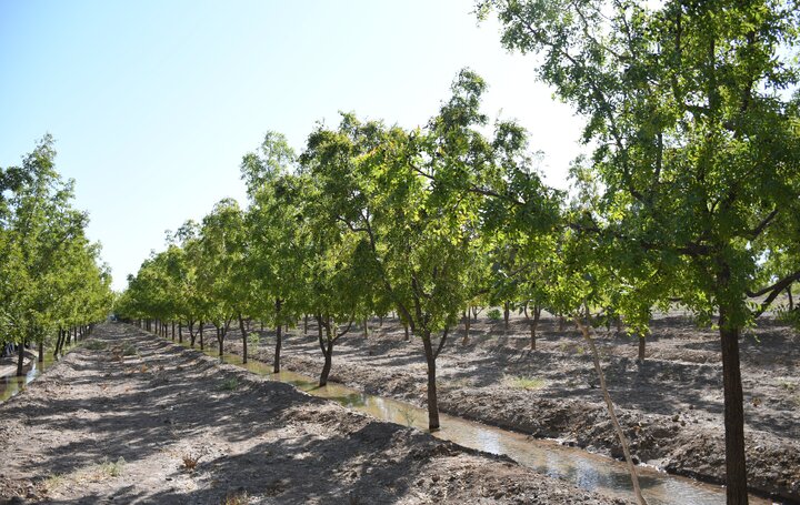 آین شکرگزاری برداشت عناب در روستای سیوجان شهرستان خوسف