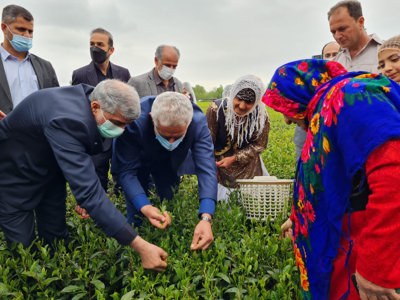 استاندار گیلان: دولت از صنعت چای و برنج حمایت می کند